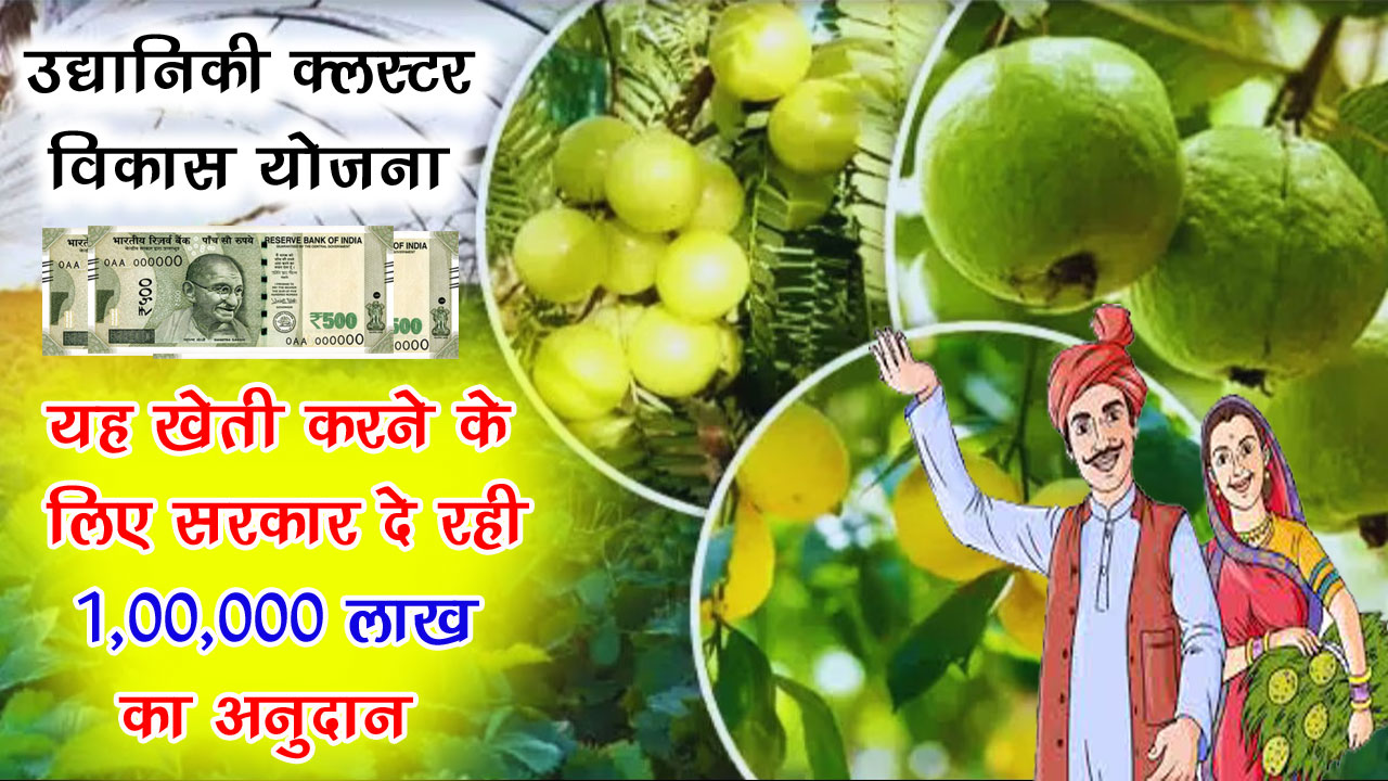 Horticulture Cluster Development Scheme Apply Online - उद्यानिकी क्लस्टर विकास योजना क्या है और कैसे मिलती है सब्सिडी - यहाँ देखें जानकारी alt=